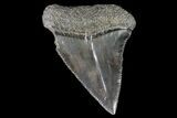 Serrated, Fossil Great White Shark Tooth - Large Specimen! #76453-1